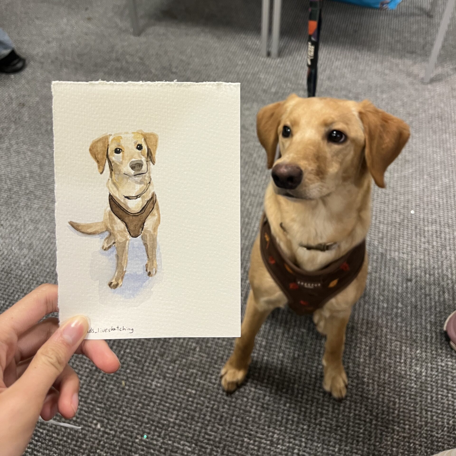 Live Sketching img 5826